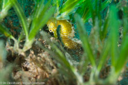 BD-121128-Aqaba-7431-Hippocampus-kuda.-Bleeker.-1852-[Spotted-seahorse.-Gul-sjöhäst].jpg